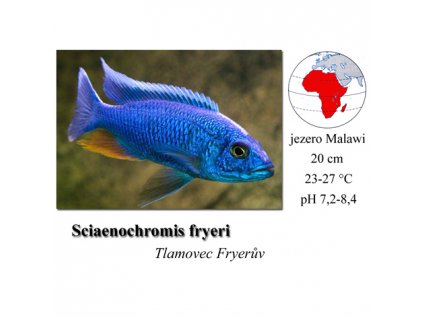 Utaka Fryerova / Sciaenochromis fryeri