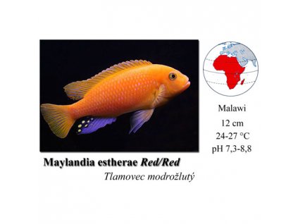 Tlamovec modrožlutý / Pseudotropheus estherae Red/Red