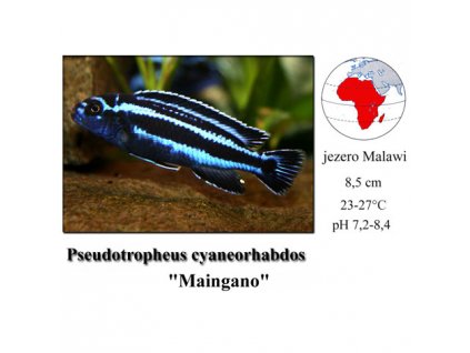 Mbuna černosiná / Pseudotropheus cyaneorhabdos "Maingano"
