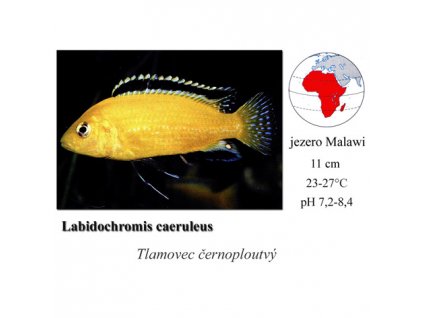 Tlamovec / Labidochromis caeruleus Yellow