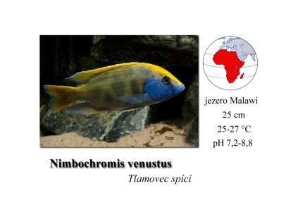 Tlamovec spící / Nimbochromis venustus