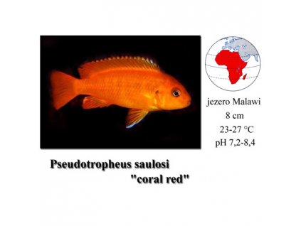 Tlamovec / Pseudotropheus saulosi coral red