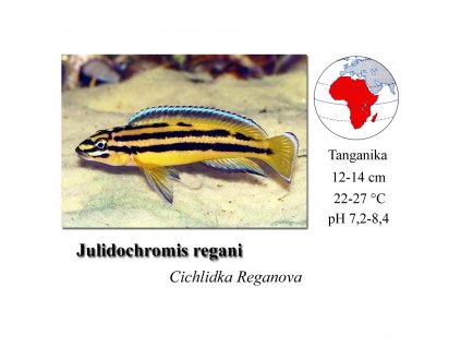 Cichlidka Reganova / Julidochromis regani