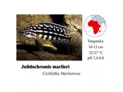 Cichlidka Marlierova / Julidochromis marlieri