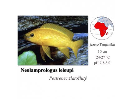 Pestřenec zlatožlutý / Neolamprologus leleupi