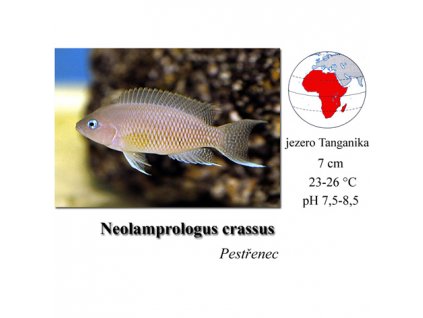 Pestřenec / Neolamprologus crassus