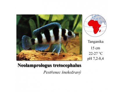 Pestřenec šnekožravý / Neolamprologus tretocephalus