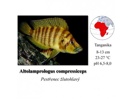 Pestřenec žlutohlavý / Altolamprologus compressiceps