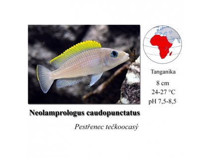 Pestřenec tečkoocasý / Neolamprologus caudopunctatus