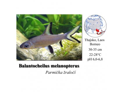 Parmička žraločí / Balantiocheilus melanopterus