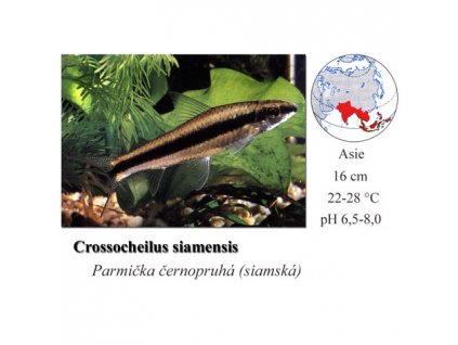 Parmička černopruhá (siamská) / Crossocheilus siamensis