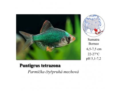 Parmička čtyřpruhá-mechová / Puntigrus tetrazona