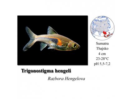 Razbora Hengelova / Trigonostigma hengeli