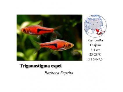 Razbora Espeho / Trigonostigma espei