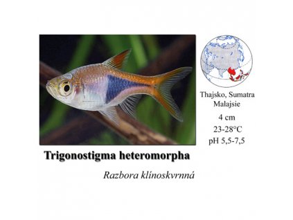 Razbora klínoskvrnná / Trigonostigma heteromorpha