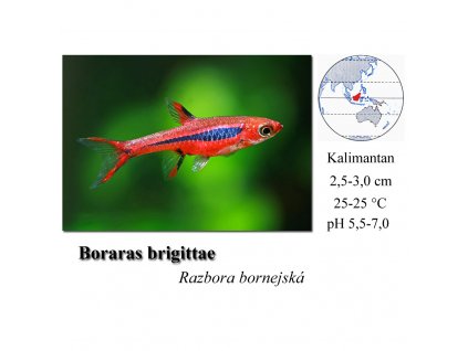 Razborka bornejská / Boraras brigittae