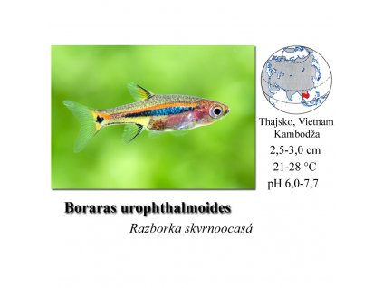 Razborka skvrnoocasá / Boraras uropthalmoides