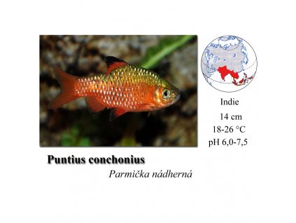 Parmička nádherná / Puntius conchonius