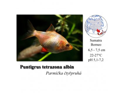 Parmička čtyřpruhá albín / Puntigrus tetrazona