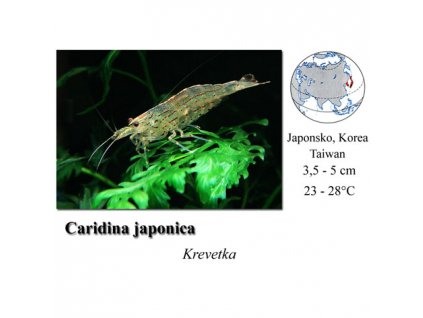 Krevetka japonská / Caridina japonica