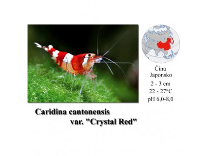 Krevetka / Caridina cantonensis var. "Crystal Red"