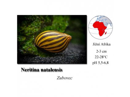 Neritina zebra / Neritina natalensis