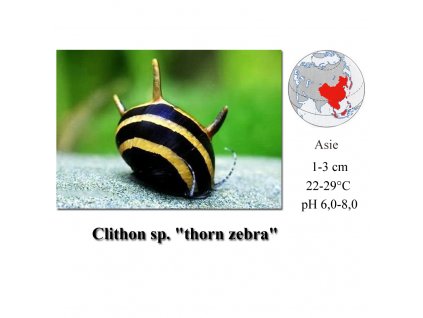 Plž / Clithon thorn zebra