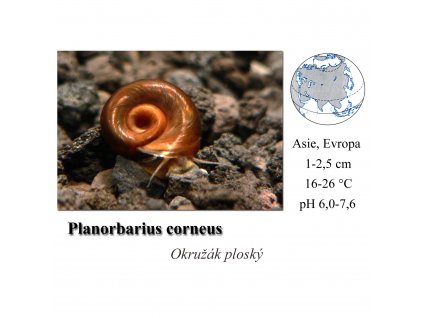 Okružák ploský / Planorbarius corneus
