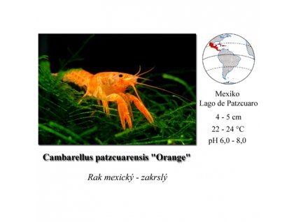 Cambarellus patzcuarense orange / Ráček mexický