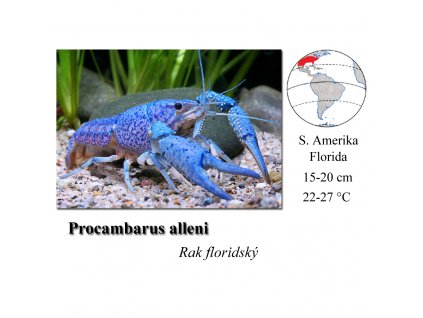 Rak floridský / Procambarus alleni