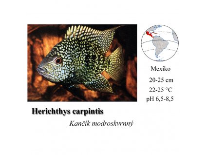 Herichthys carpintis / Kančík modroskvrnný