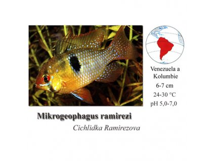 Cichlidka Ramirezova / Microgeophagus ramirezi