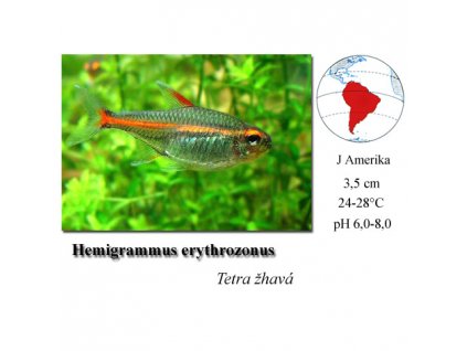 Tetra žhavá / Hemigrammus erythrozonus