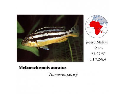 Tlamovec pestrý /Melanochromis auratus