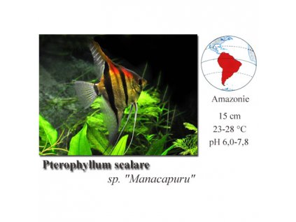 Skalára amazonská "Manacapuru" / Pterophyllum scalare