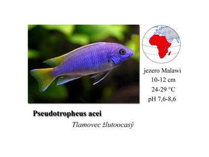 Tlamovec žlutoocasý / Pseudotropheus acei