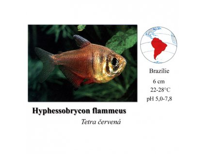 Tetra červená / Hyphessobrycon flammeus