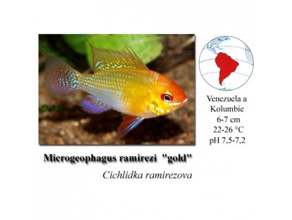 Cichlidka Ramirezova / Microgeophagus ramirezi gold