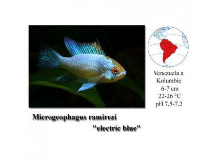 Cichlidka Ramirezova / Microgeophagus ramirezi electric blue