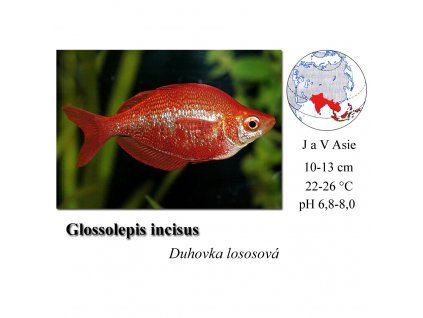 Gavůnek lososový / Glossolepis incisus