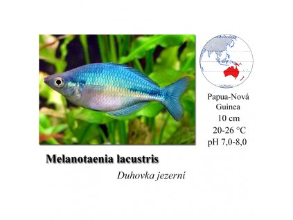 Duhovka jezerní / Melanotaenia lacustris