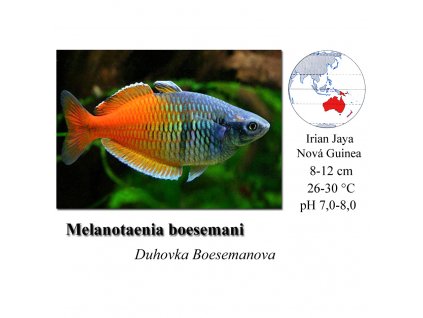 Duhovka Boesemanova / Melanotaenia boesemani