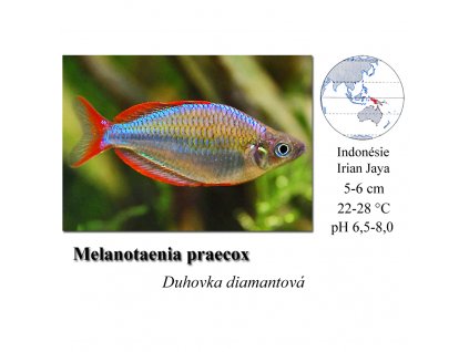 Duhovka diamantová / Melanotaenia praecox