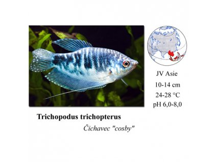 Čichavec Cosby / Trichopodus trichopterus