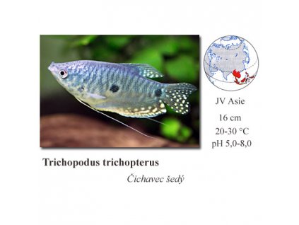 Čichavec modrý / Trichopodus trichopterus