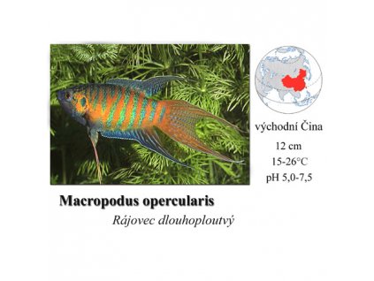 Rájovec dlouhoploutvý / Macropodus opercularis
