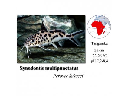 Peřovec kukaččí / Synodontis multipunctatus