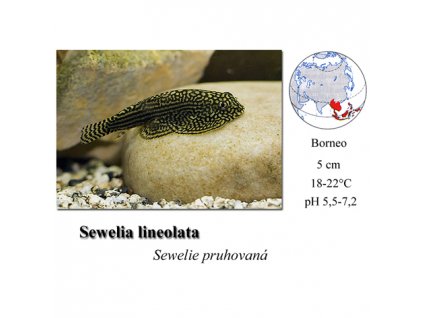 Sewellia lineolata / Sevelie pruhovaná