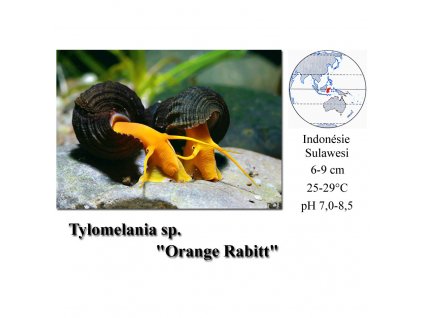 Plž / Tylomelania sp. orange rabbit