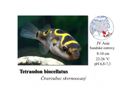 Čtverzubec skvrnoocasý / Tetraodon biocellatus